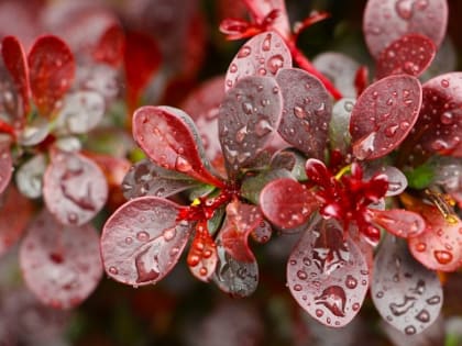 Сильный ветер, дожди и до +13 градусов ожидаются в Татарстане 17 октября