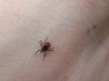 Всего пара капель и клещи не появятся у вас на даче: названо копеечное чудо-средство