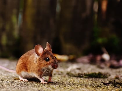 В Минздраве РТ опровергли информацию об эпидемии мышиной лихорадки в республике