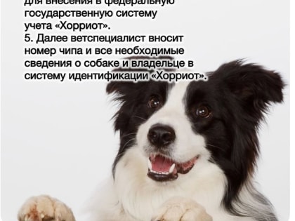 Регистрация собак обязательная процедура