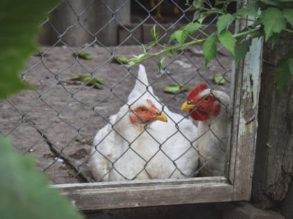 По соседству с Татарстаном ввели карантин из-за птичьего гриппа