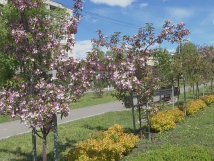 Улицы Зеленодольска украсились благодаря работе агронома и озеленителей