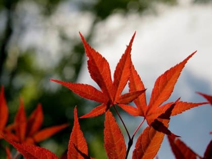 Третий за пять дней температурный рекорд побила погода в Казани