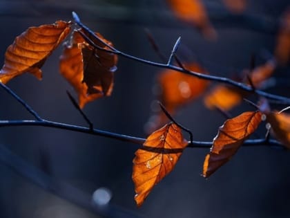 Теплая, но дождливо-ветреная погода ожидается в Татарстане 7 ноября