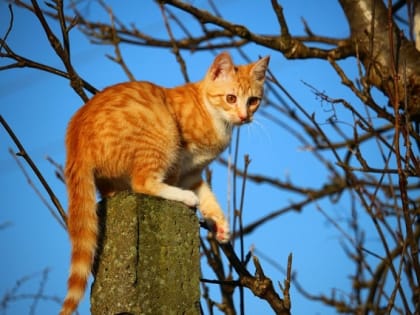 Стало известно, чем порадует погода в Татарстане в Ураза-байрам