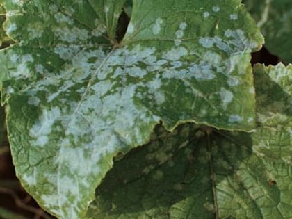 Мучнистая роса оставит ваши растения в покое: агроном рассказал о способах борьбы с заболеванием — медлить нельзя