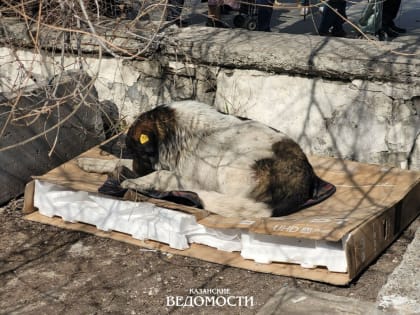 Рост, весь, возможные болезни и степень упитанности: в Казани стартовала перепись бездомных собак