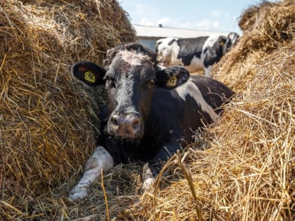 В Татарстане зафиксирована вспышка забытого заболевания