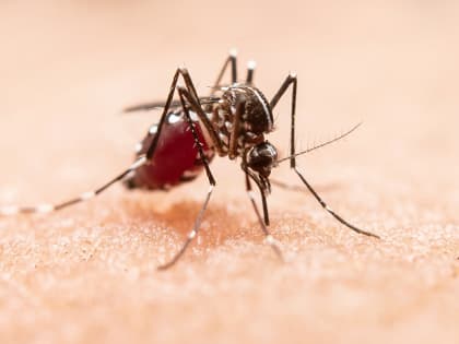 Черви в глазах, малярия и лихорадка: какие болезни привозили татарстанцы из отпуска