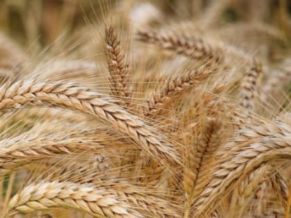 Татарстан экспортировал зерно на 12 млн долларов