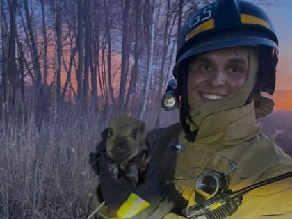 В Альметьевске пожарные спасли от огня и воды маленького кабанчика