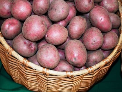 Апрель: пора позаботиться о плодовых деревьях и посадочном материале