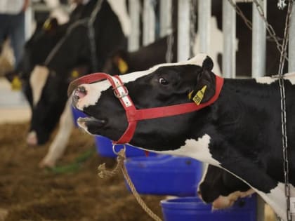 Заразный узелковый дерматит: признаки и его лечение