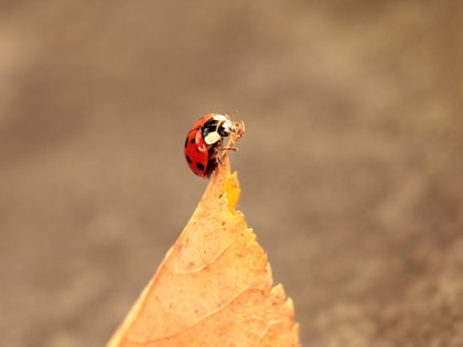Осенний день чудесный: 14 сентября в Татарстане без дождей и до +23 градусов