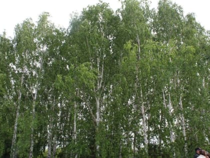 34 градуса и гроза с градом: погода в Лаишевском районе завтра ожидается переменчивой