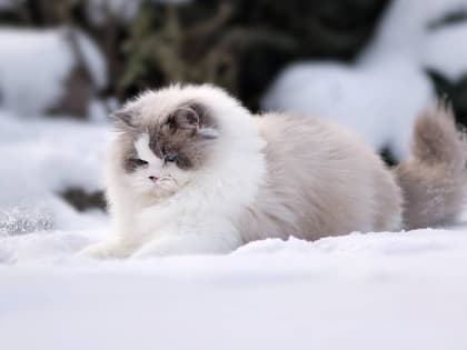 Комфортная зимняя погода установится в Татарстане в конце рабочей недели