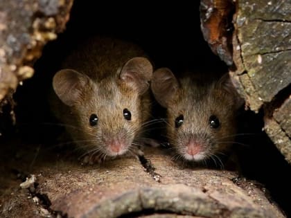 Заболеваемость мышиной лихорадкой в Татарстане выросла в два раза