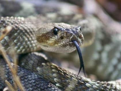 В Татарстане зафиксирован первый случай нападения гадюки