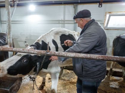 Ящур всё еще представляет угрозу в безопасном от инфекций Татарстане