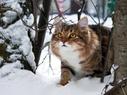 Первая рабочая неделя весны начнется с минусовых температур