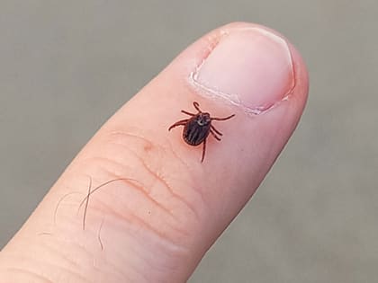 Клещи боятся этого запаха, как огня: всего несколько капель такого средства, и паразиты не приблизятся к вам