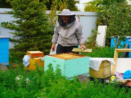 В Госсовете РТ рассматривают возможность размещение пасек с учетом безопасности граждан с аллергией