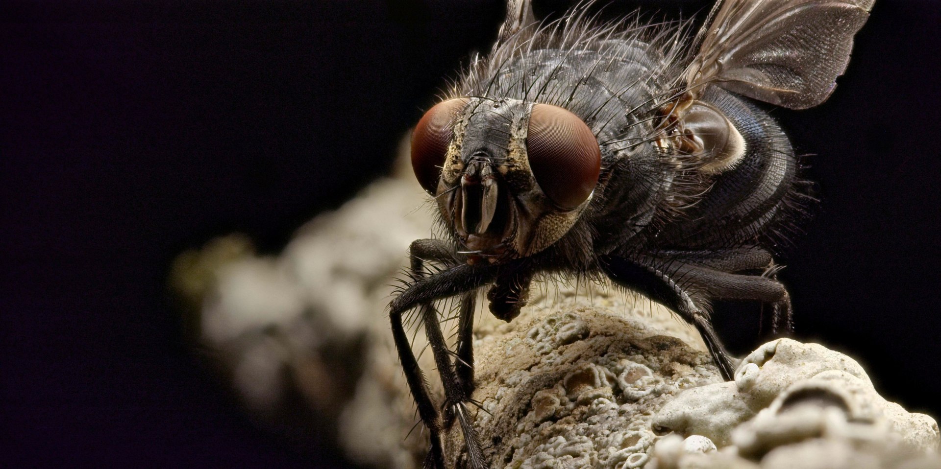 Housefly Dragon