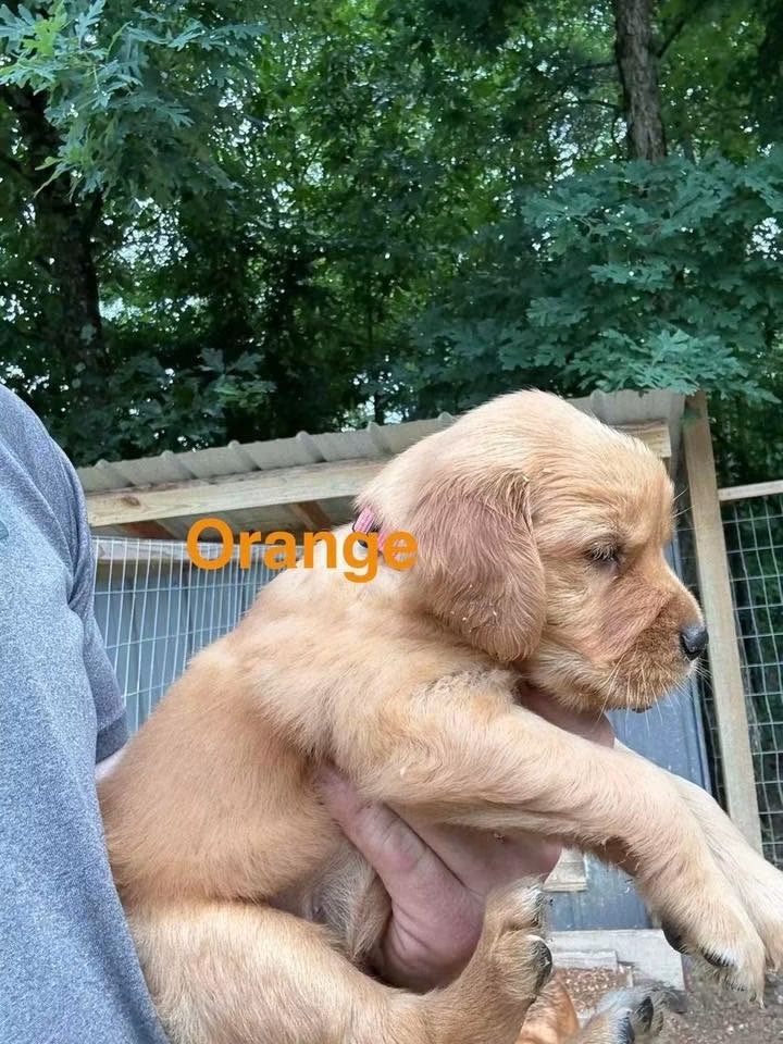 Available puppy Orange