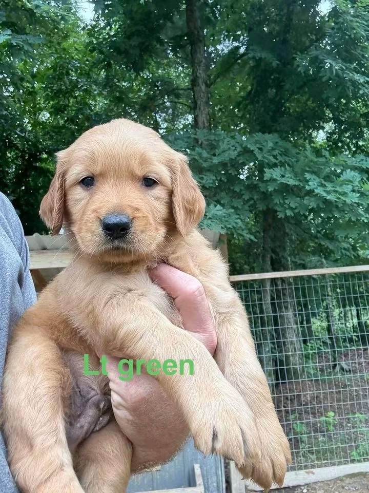 Available puppy Lt green