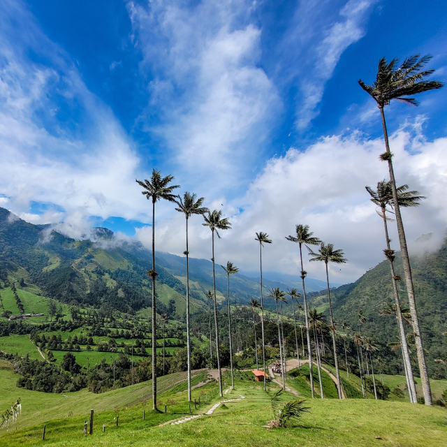 Valle del Cocora