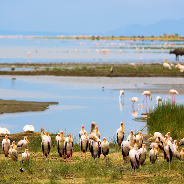 Parque Nacional del Lago Manyara