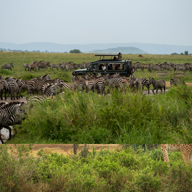 Parque Nacional de Serengeti