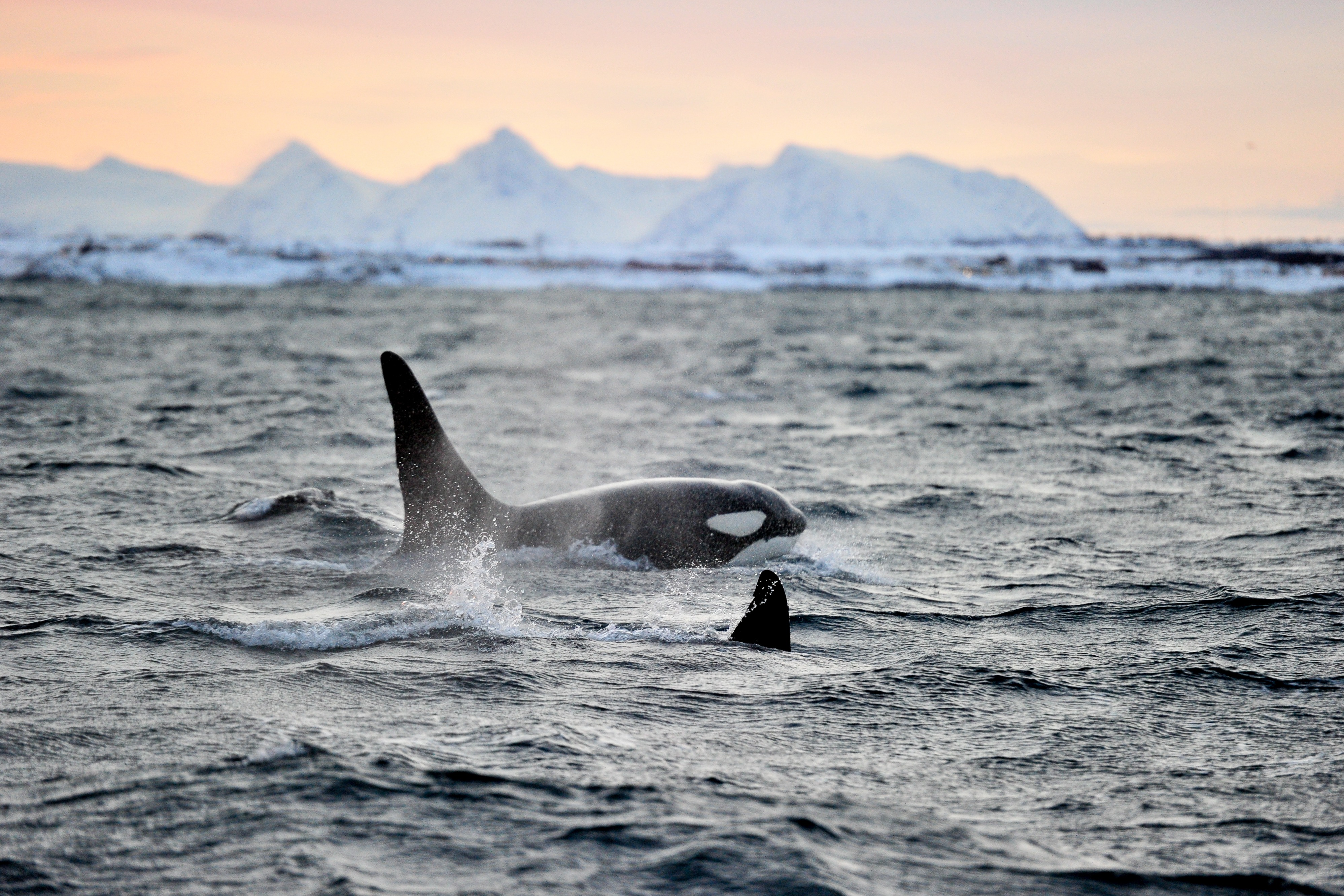 Safari de ballenas en Andenes(opcional)