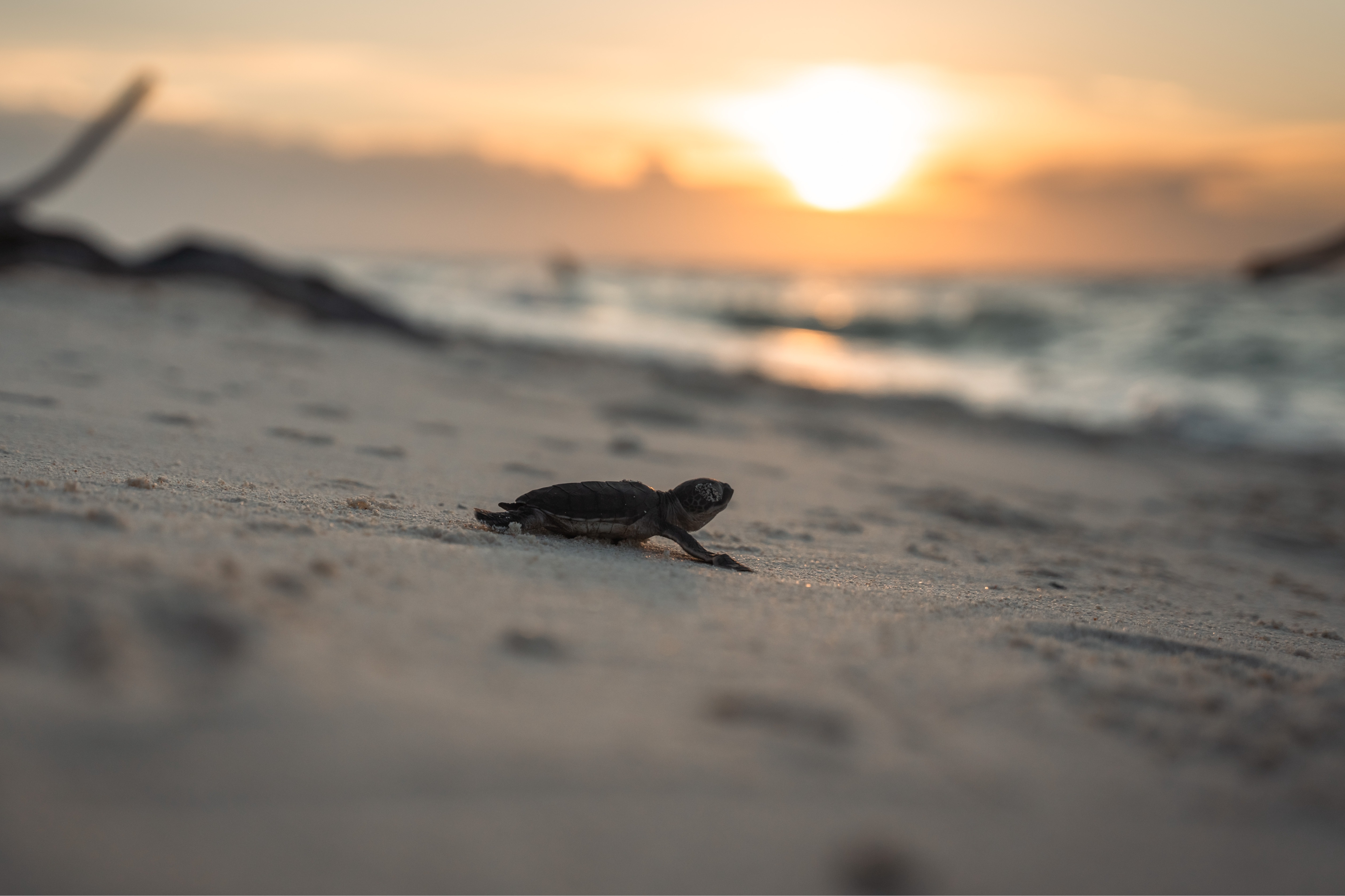 Opcional Desove de las tortugas