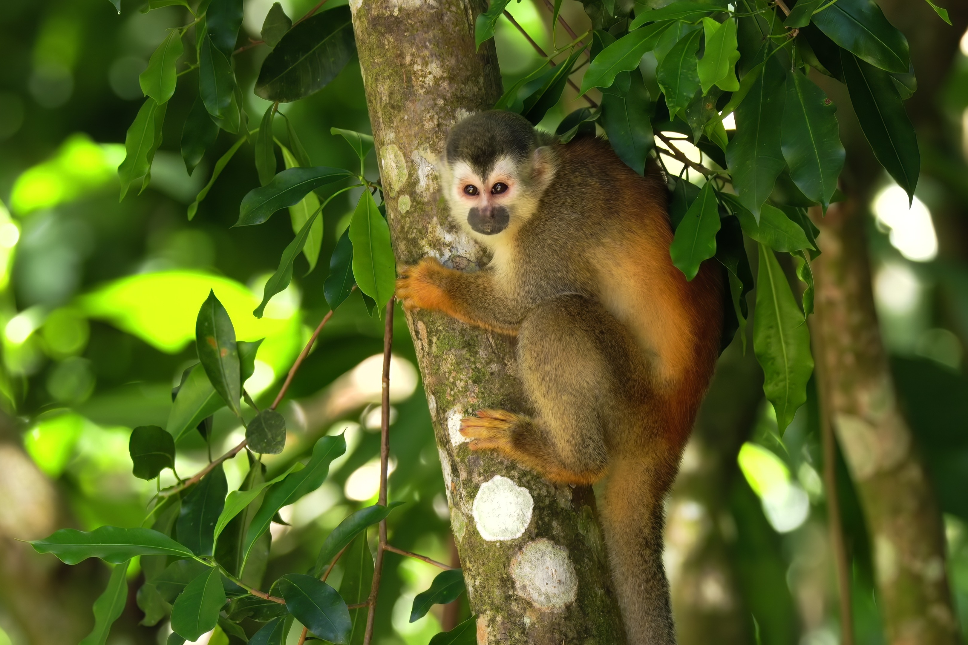 Parque Nacional Manuel Antonio