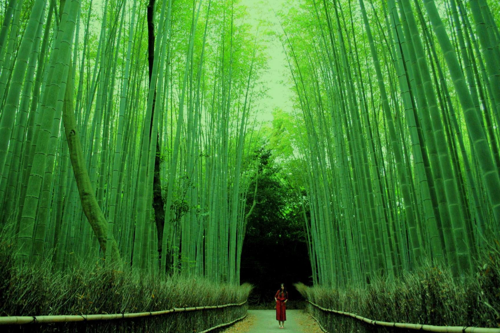 Bosque de Bambú