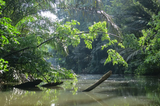 Parque Nacional de Tortuguero
