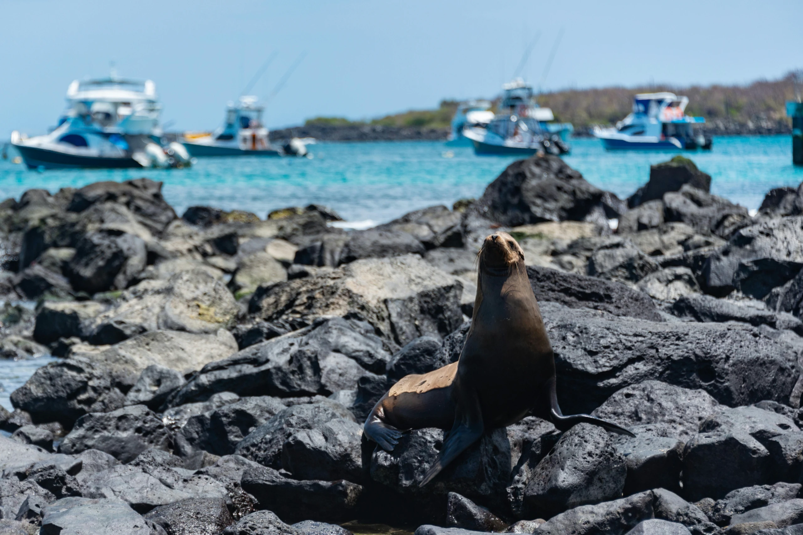 Galápagos