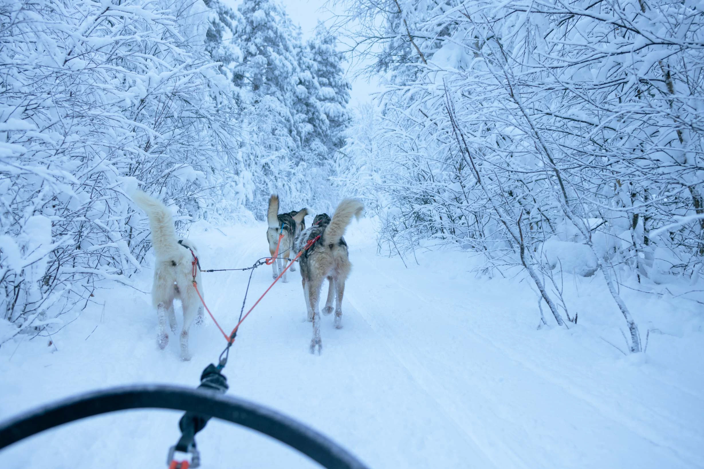 Safari de Huskies