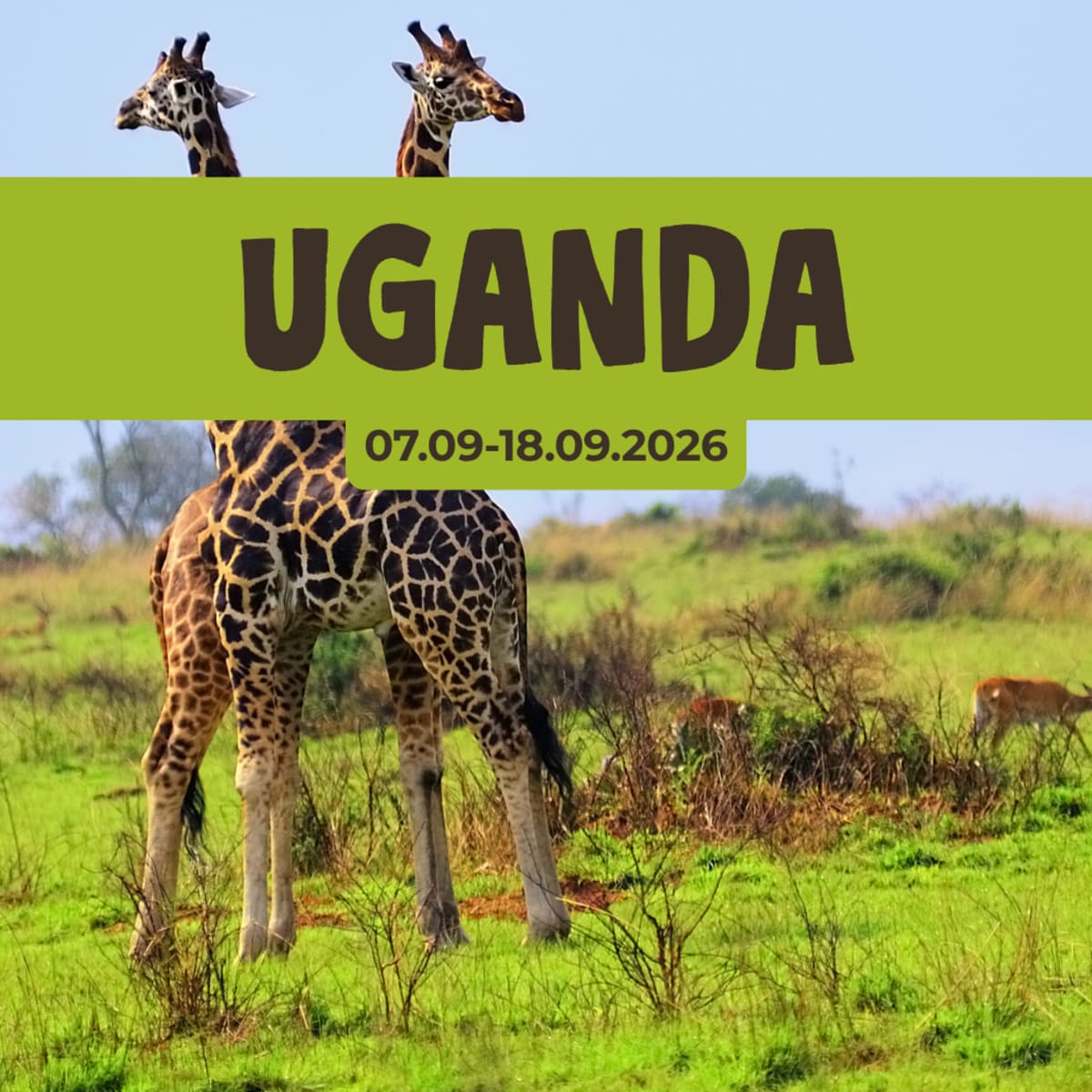 Wyjazd do Ugandy – safari, goryle i dzika przyroda