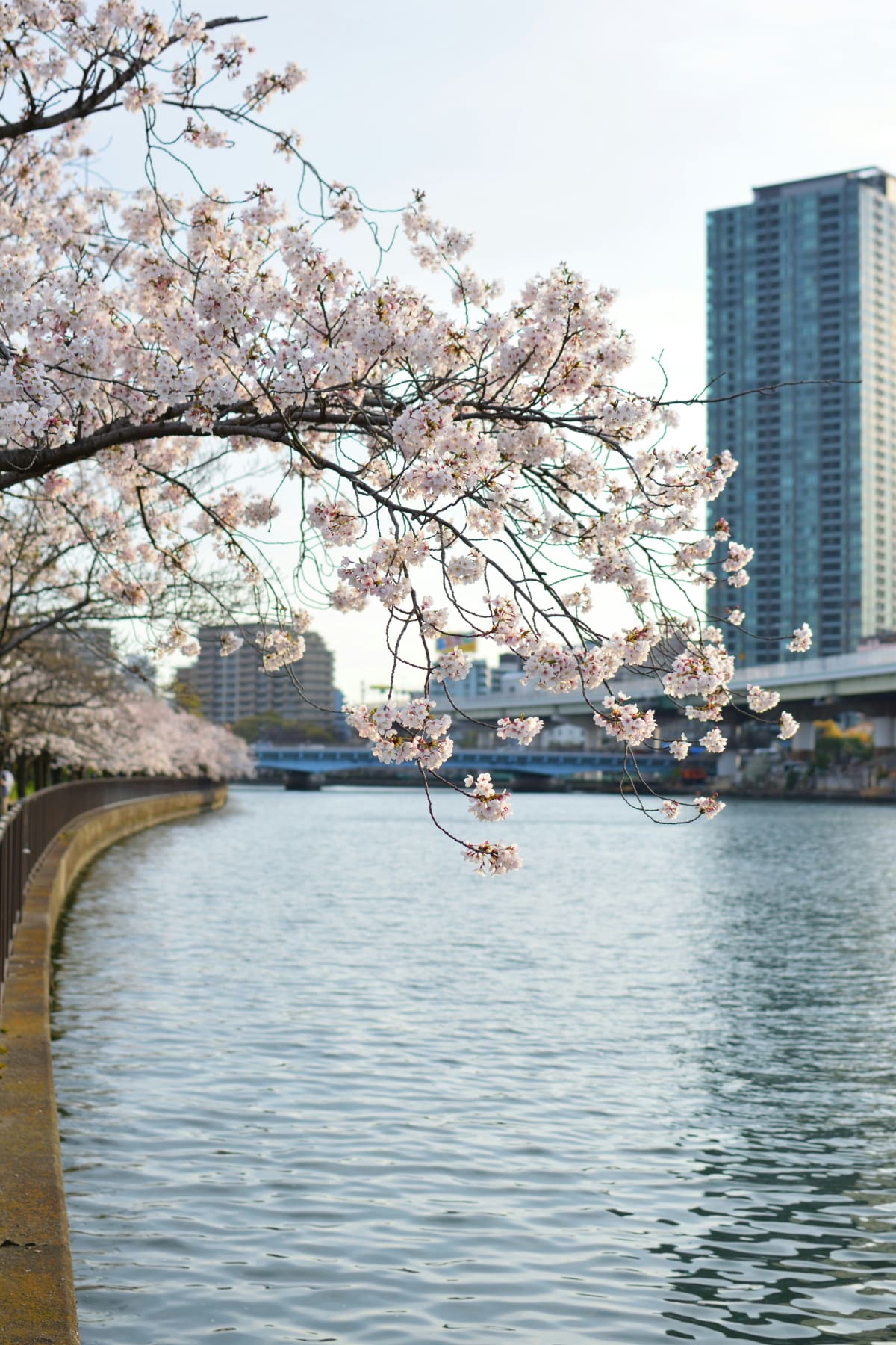JAPONIA – Tradycja, Natura i Gorące Źródła