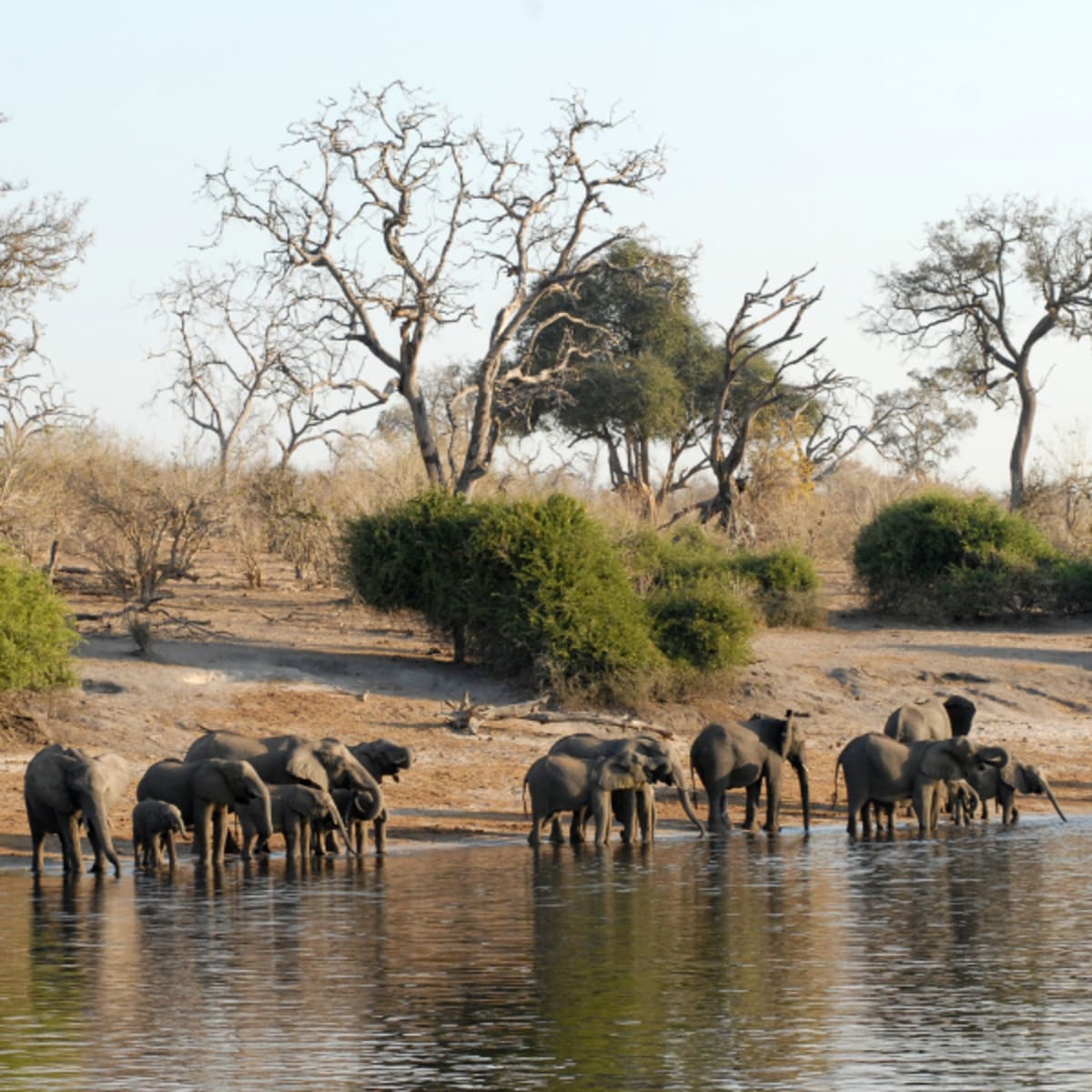 Botswana, Zimbabwe, RPA