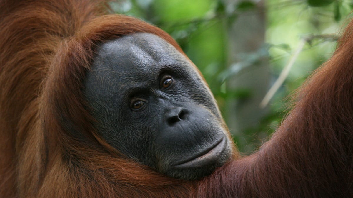 INDONEZJA (Sumatra) - raj na równiku