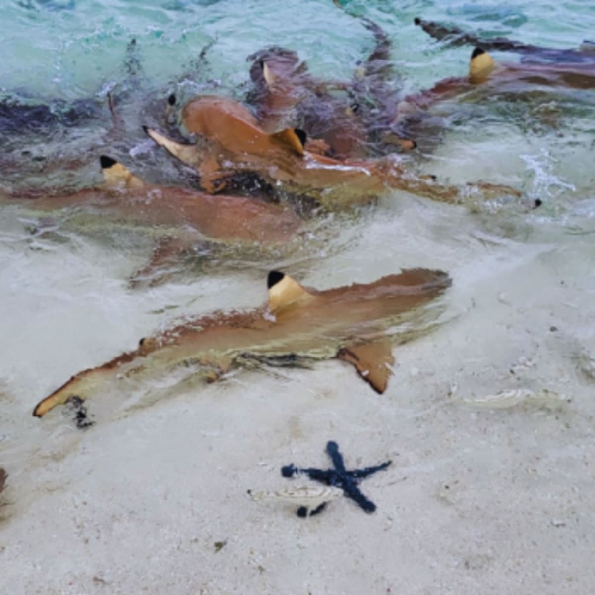 INDONEZJA Raja Ampat + Tana Toraja