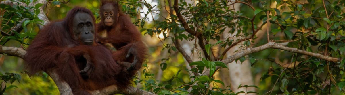 Kulinarna Malezja z Borneo + Singapur