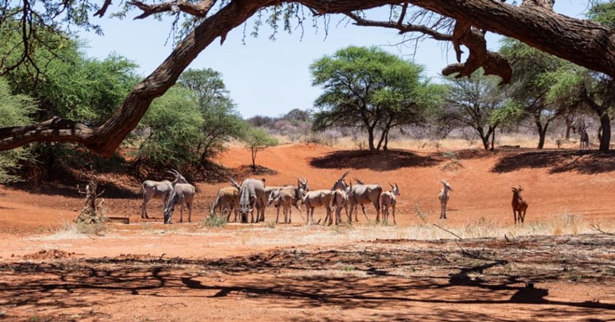 NAMIBIA, BOTSWANA, ZIMBABWE – szlak przyrodniczych osobliwości