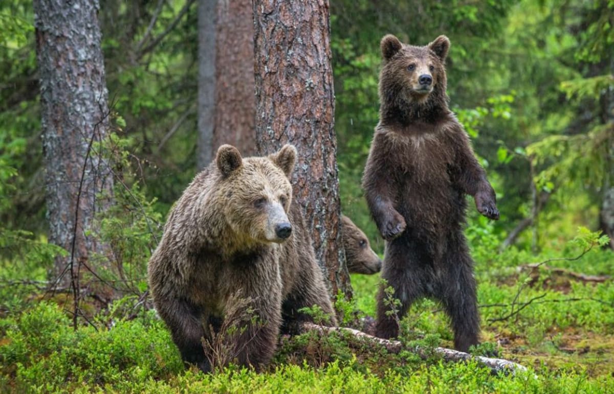 KANADA - ALASKA Szlak osobliwości przyrodniczych