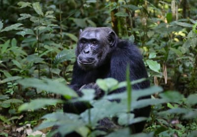 Uganda goryle i szympansy