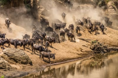 Wielka Migracja Masai Mara Kenia