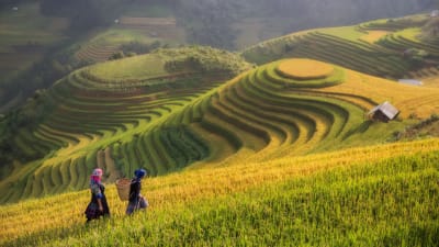 Wietnam Hanoi Ha Long tarasy ryżowe Sapa